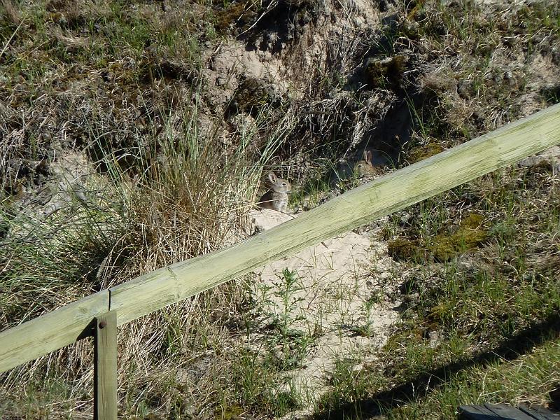 Fanø 2010 044.JPG